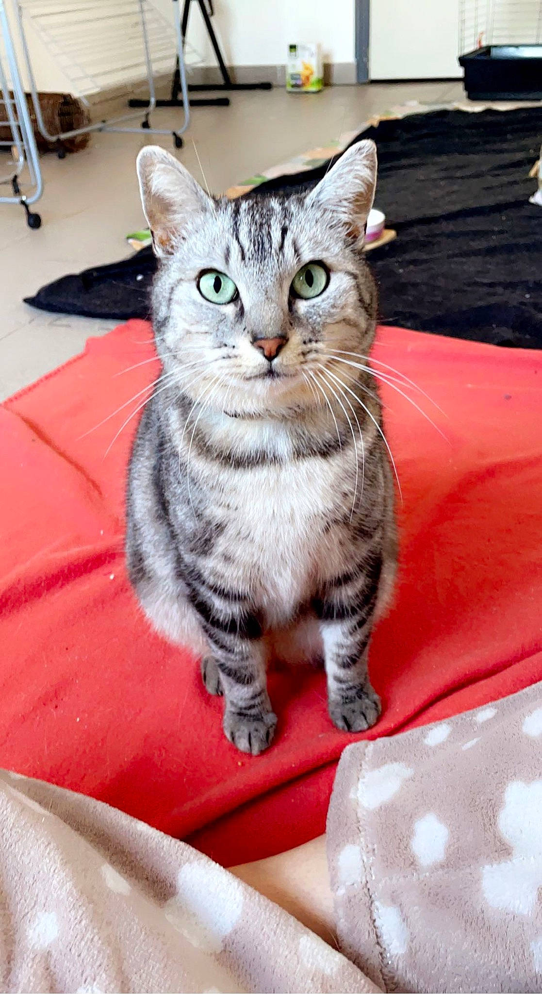 Rio a rejoint le concours — aidez-le/la à gagner de superbes lots ! carnivore, cat, comfort, domestic_short_haired_cat, felidae, fur, paw, sitting, small_to_medium_sized_cats, snout, tail, whiskers, window