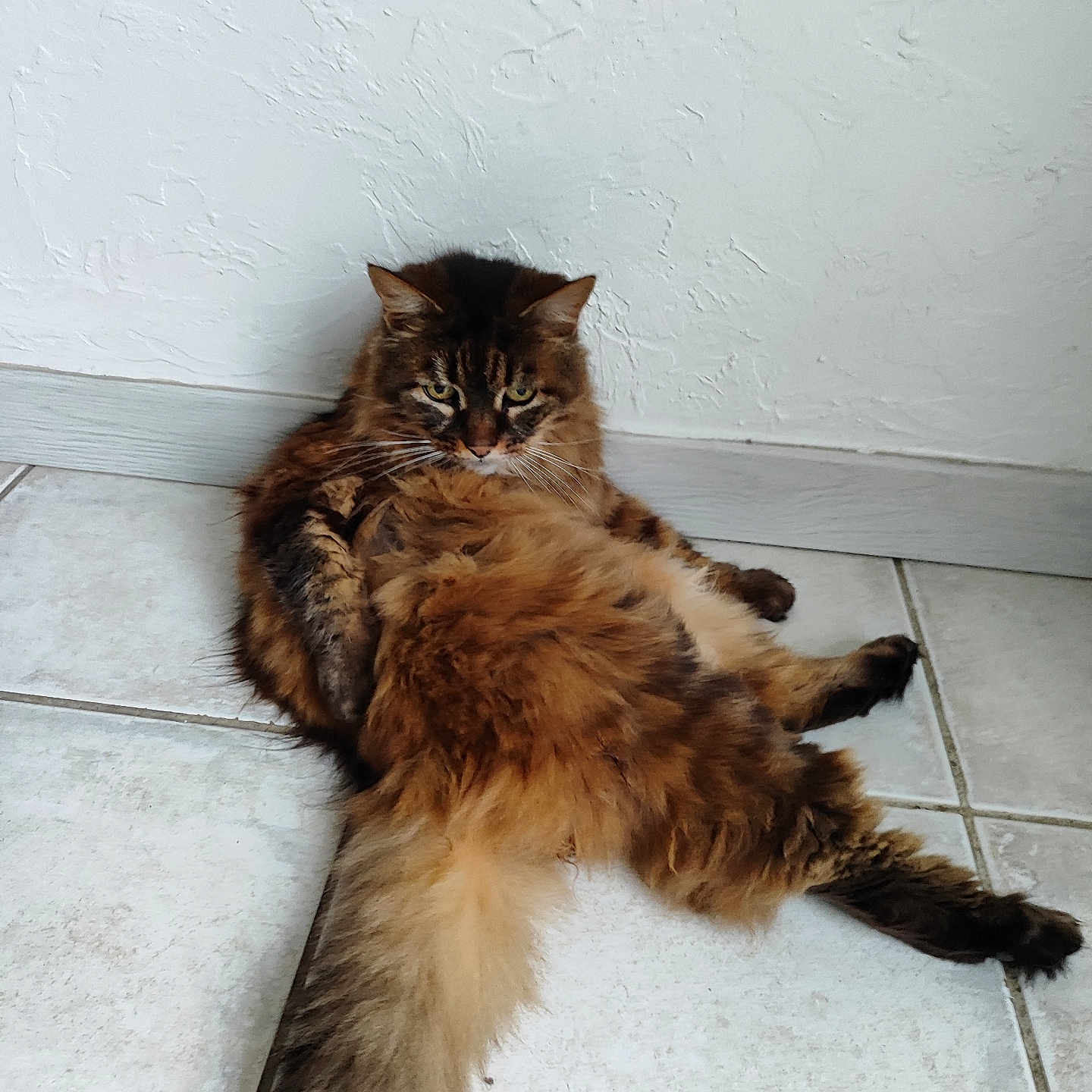 Fifille participe au concours pour gagner de l'argent avec cette photo : abyssinian, accessories, angora, animal, brasssection, cat, flagstone, hardwood, horn, kitten, manx, path, pet, plywood, siamese, slate, strap, tile, walkway, wood