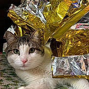 Scrappy is registered to the contest to win money with this photo: cat, animal, pet, feline, tabby, white_fur, green_eyes, wrapping_paper, gift, foil, gold_foil, silver_foil, holiday, christmas, tablecloth, pattern, indoor, cute, relaxed, closeup