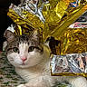 cat, animal, pet, feline, tabby, white_fur, green_eyes, wrapping_paper, gift, foil, gold_foil, silver_foil, holiday, christmas, tablecloth, pattern, indoor, cute, relaxed, closeup