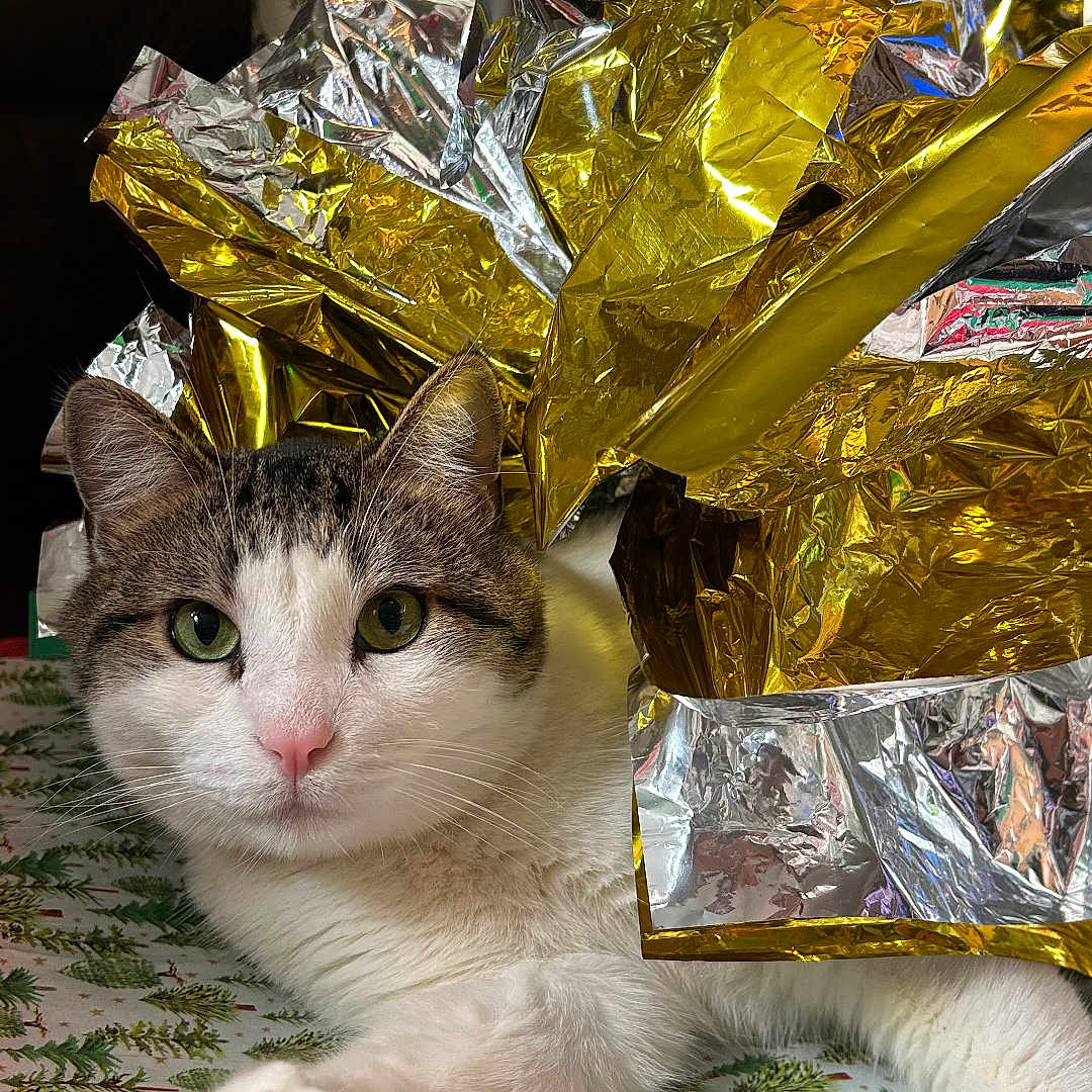 Scrappy is registered to the contest to win money with this photo: cat, animal, pet, feline, tabby, white_fur, green_eyes, wrapping_paper, gift, foil, gold_foil, silver_foil, holiday, christmas, tablecloth, pattern, indoor, cute, relaxed, closeup