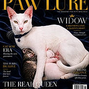 Widow is registered to the contest to win money with this photo: cat, kitten, white_cat, tabby_kitten, sleeping_kittens, mother_cat, velvet_background, magazine_cover, text_overlay, elegance, pose, collar, pink_nose, green_eyes, feline, love, motherhood, resting, close_up, animal