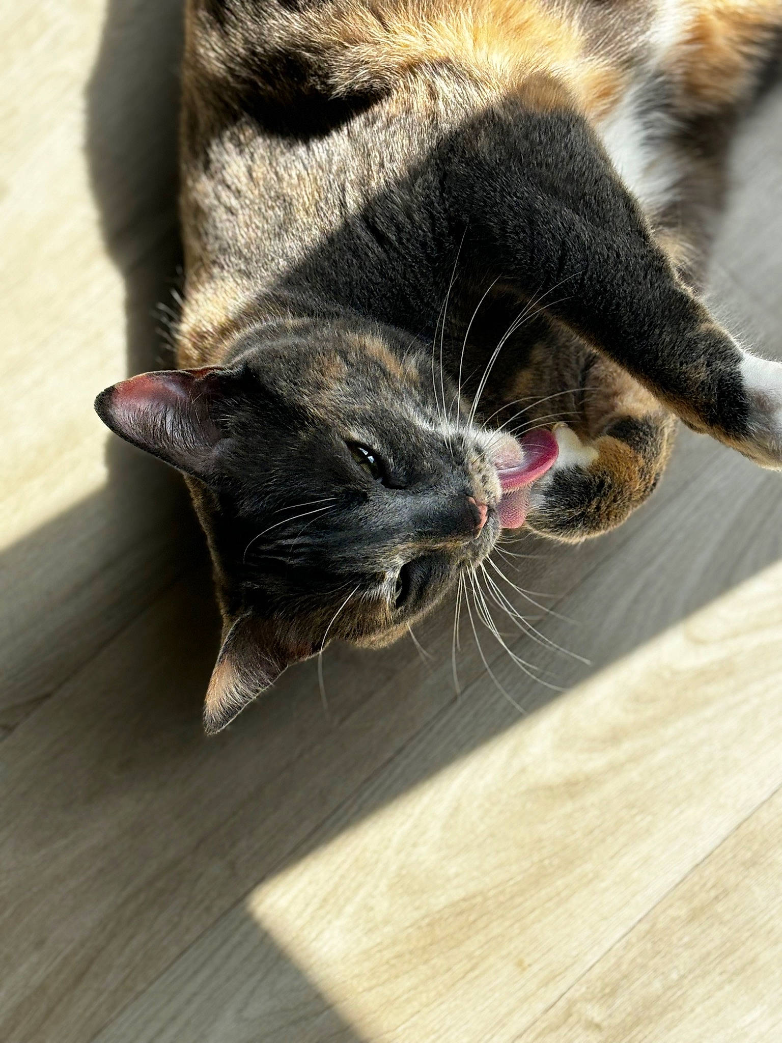 Noni participe au concours pour gagner de l'argent avec cette photo : carnivore, cat, claw, comfort, domestic_short_haired_cat, felidae, flooring, foot, fur, hardwood, laminate_flooring, paw, plank, small_to_medium_sized_cats, snout, tail, varnish, whiskers, wood, wood_stain