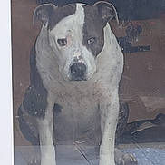 Lenin a rejoint le concours — aidez-le/la à gagner de superbes lots ! dog, pitbull, white, gray, sitting, glass, door, indoor, pet, animal, looking, calm, face, ears, paws, floor, reflection, window, waiting, closeup