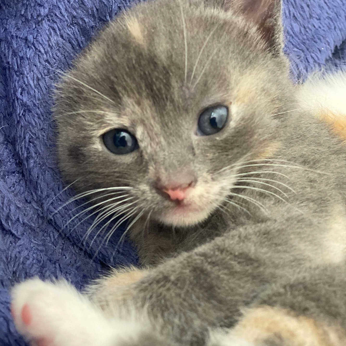 Honey participe au concours pour gagner de l'argent avec cette photo : abyssinian, angora, animal, blanket, brasssection, cat, horn, kitten, manx, musicalinstrument, pet, siamese, towel