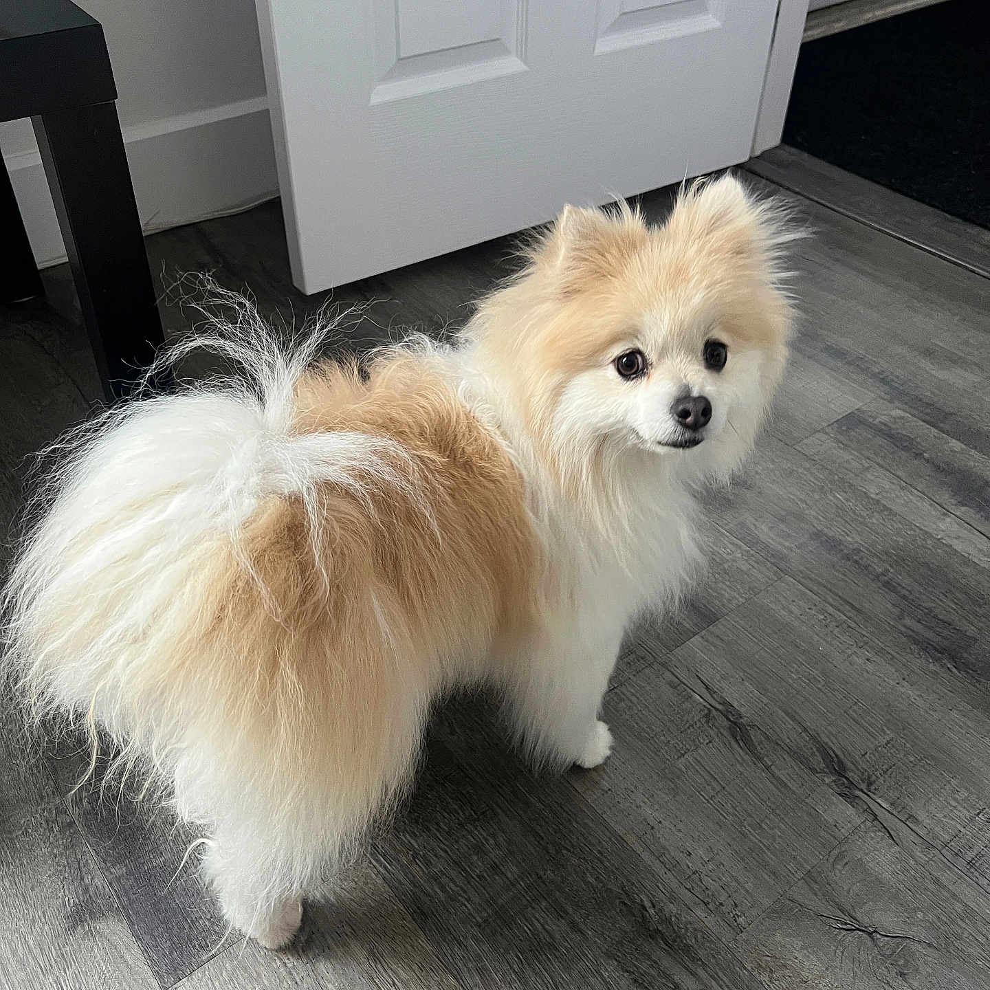 Maple