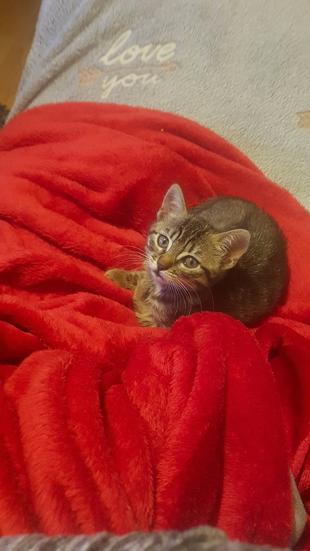 Chanel participe au concours pour gagner de l'argent avec cette photo : american_shorthair, asian, carnivore, cat, domestic_short_haired_cat, european_shorthair, felidae, fur, kitten, mammal, small_to_medium_sized_cats, tabby_cat, whiskers
