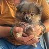 man, puppy, dog, smile, beard, mustard_shirt, blue_jeans, outdoor, sunlight, happy, hand, sitting, leash, cute, fluffy, pet, closeup, portrait, casual, accessory