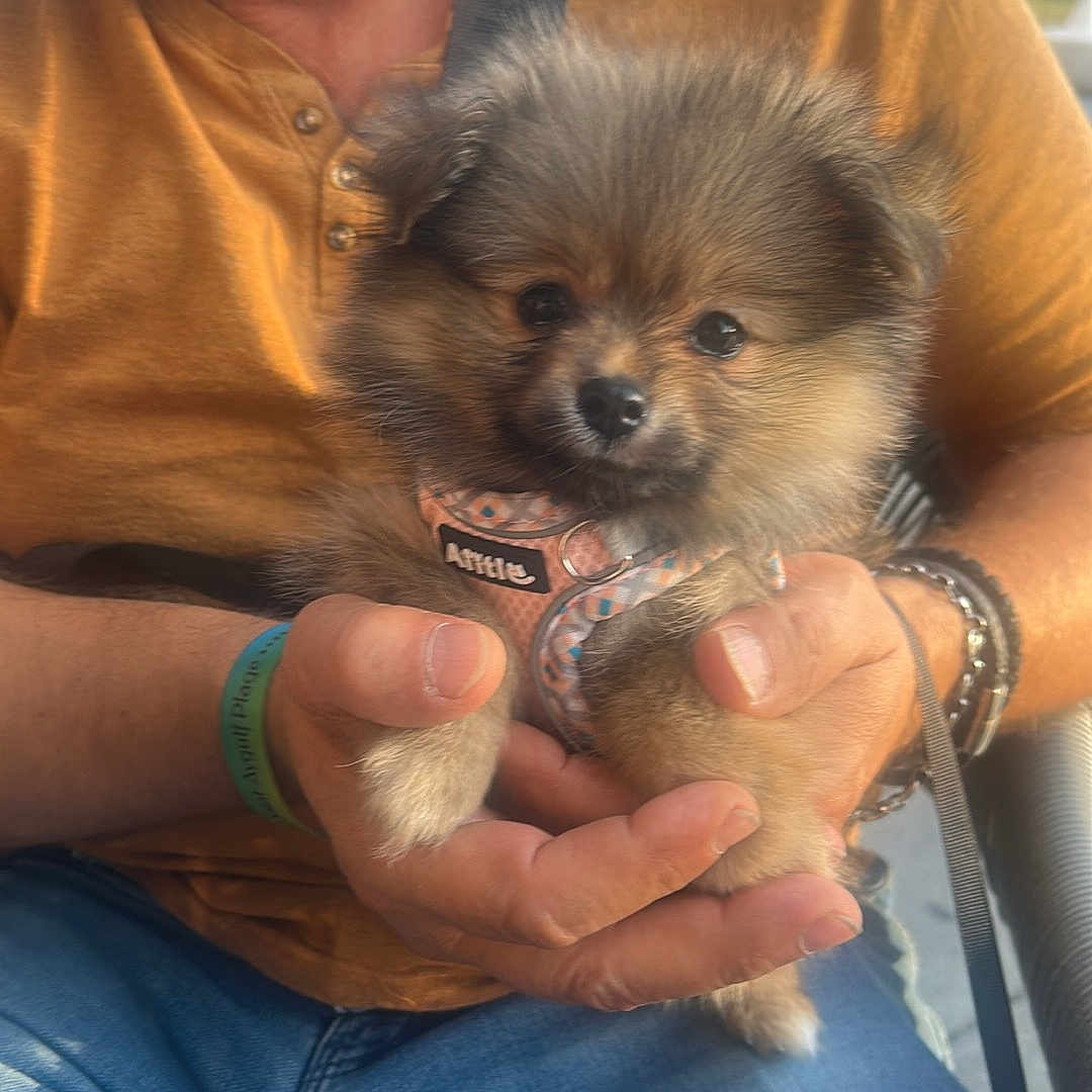 Bella