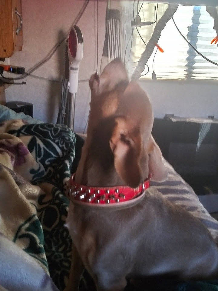 Chuy is registered to the contest to win money with this photo: abdomen, barechested, beard, carnivore, chest, comfort, companion_dog, dog_breed, eyewear, facial_hair, fawn, fun, human_leg, jaw, selfie, snout, sunglasses, thigh, trunk, vision_care