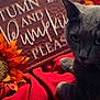 animal, autumn_sign, cat, closeup, cozy, decor, fall, feline, flower, gray_cat, indoor, ornament, pet, red_blanket, relaxed, seasonal, soft_texture, sunflower, text, warm_colors