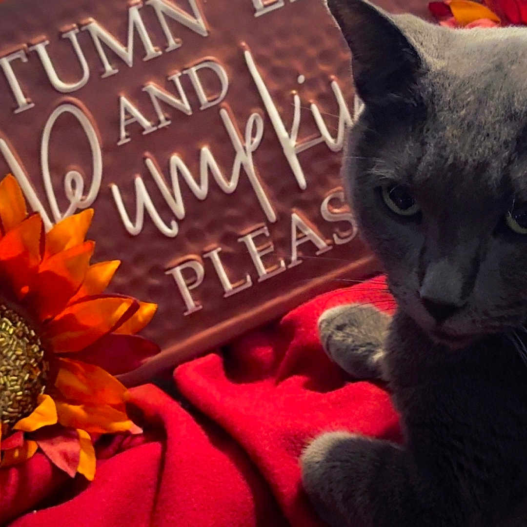 Minnie joined the competition — help win amazing prizes! animal, autumn_sign, cat, closeup, cozy, decor, fall, feline, flower, gray_cat, indoor, ornament, pet, red_blanket, relaxed, seasonal, soft_texture, sunflower, text, warm_colors