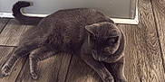 Minnie joined the competition — help win amazing prizes! animal, cat, claws, curious, domestic, door, feline, flooring, fur, gray_cat, house, indoor, mammal, paw, pet, relaxed, resting, tail, whiskers, wooden_floor