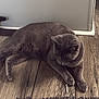 Minnie joined the competition — help win amazing prizes! animal, cat, claws, curious, domestic, door, feline, flooring, fur, gray_cat, house, indoor, mammal, paw, pet, relaxed, resting, tail, whiskers, wooden_floor