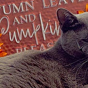 Minnie is registered to the contest to win money with this photo: animal, autumn, background, cat, closeup, cozy, cute, decor, fall, feline, flower, glasses, gray_cat, orange, pet, relaxed, sign, sunflower, text, whiskers