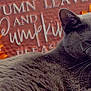 animal, autumn, background, cat, closeup, cozy, cute, decor, fall, feline, flower, glasses, gray_cat, orange, pet, relaxed, sign, sunflower, text, whiskers