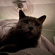Minnie is registered to the contest to win money with this photo: animal, blanket, cat, ceiling_fan, close_up, cozy, dim_lighting, ears, face, fur, furniture, gray_cat, home, indoor, nose, pet, relaxing, resting, shadow, whiskers