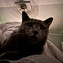 animal, blanket, cat, ceiling_fan, close_up, cozy, dim_lighting, ears, face, fur, furniture, gray_cat, home, indoor, nose, pet, relaxing, resting, shadow, whiskers