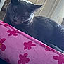 Minnie is registered to the contest to win money with this photo: animal, cat, cozy, cushion, daylight, flower_pattern, fur, furniture, gray_cat, home, indoor, pet, pink, relaxation, rest, sleeping, soft_light, tail, whiskers, window