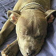 Karma joined the competition — help win amazing prizes! dog, sleeping, paw, blanket, pet, canine, fur, collar, resting, closeup, cute, animal, indoors, relaxed, snout, napping, ears, calm, companion, cozy