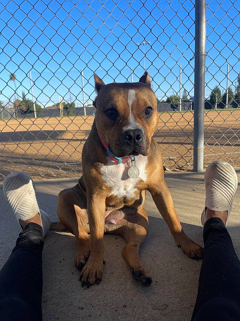 Beauty joined the competition — help win amazing prizes! canidae, carnivore, collar, companion_dog, composite_material, dog, dog_breed, dog_collar, dog_supply, fawn, fence, mesh, pet_supply, sky, snout, sporting_group, terrestrial_animal, wire_fencing, working_animal, working_dog