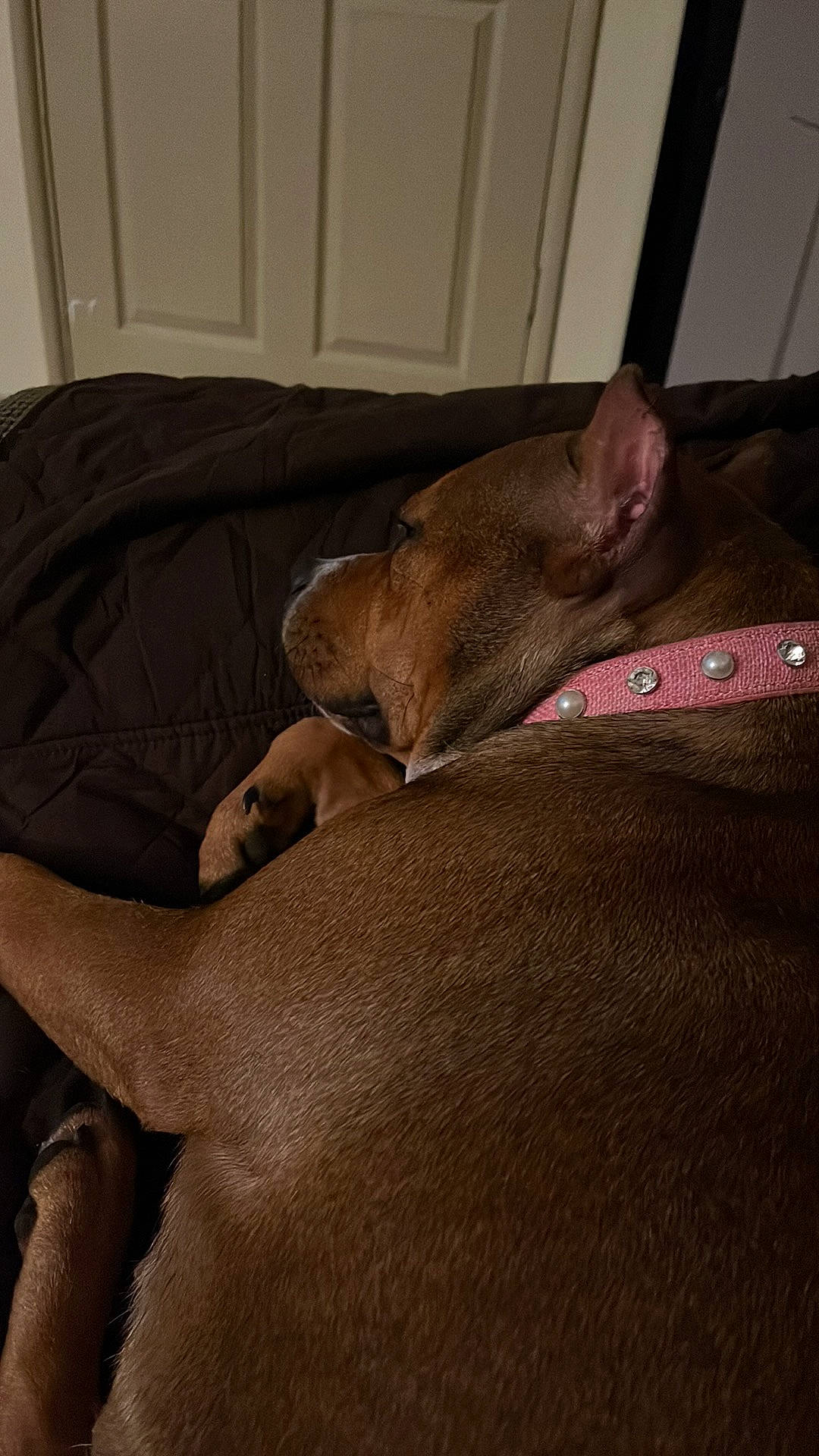 Beauty is registered to the contest to win money with this photo: brown, carnivore, comfort, companion_dog, dog, dog_breed, ear, fawn, felidae, flesh, fur, human_leg, linens, liver, room, sporting_group, tail, toy_dog, whiskers, working_animal