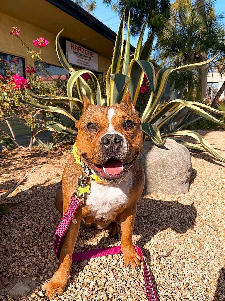 Beauty is registered to the contest to win money with this photo: arecales, carnivore, companion_dog, dog, dog_breed, fashion_accessory, fawn, flower, grass, hat, landscape, leaf, leash, leisure, palm_tree, plant, sky, tree, vacation, working_animal