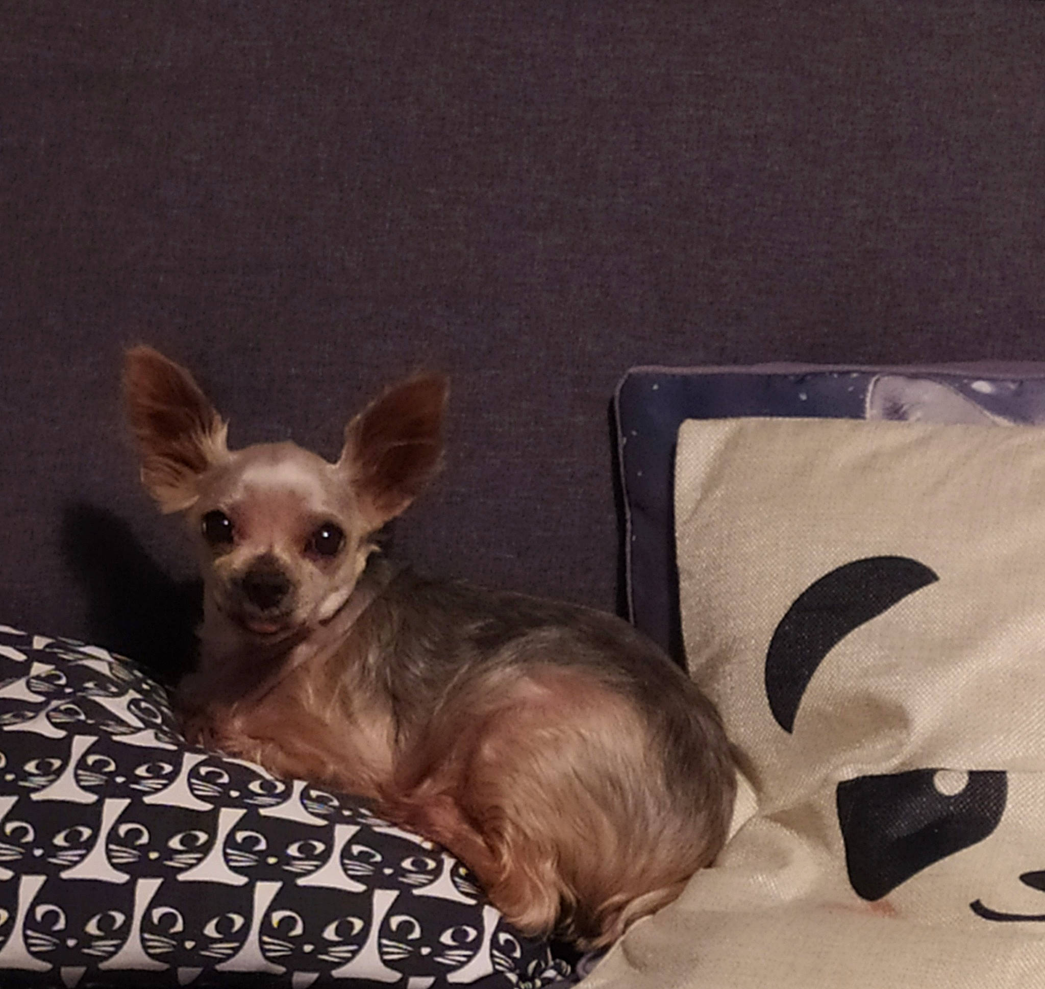 Géko participe au concours pour gagner de l'argent avec cette photo : canidae, carnivore, chihuahua, companion_dog, dog, dog_breed, fawn, mammal, puppy, russkiy_toy, toy_dog, vertebrate