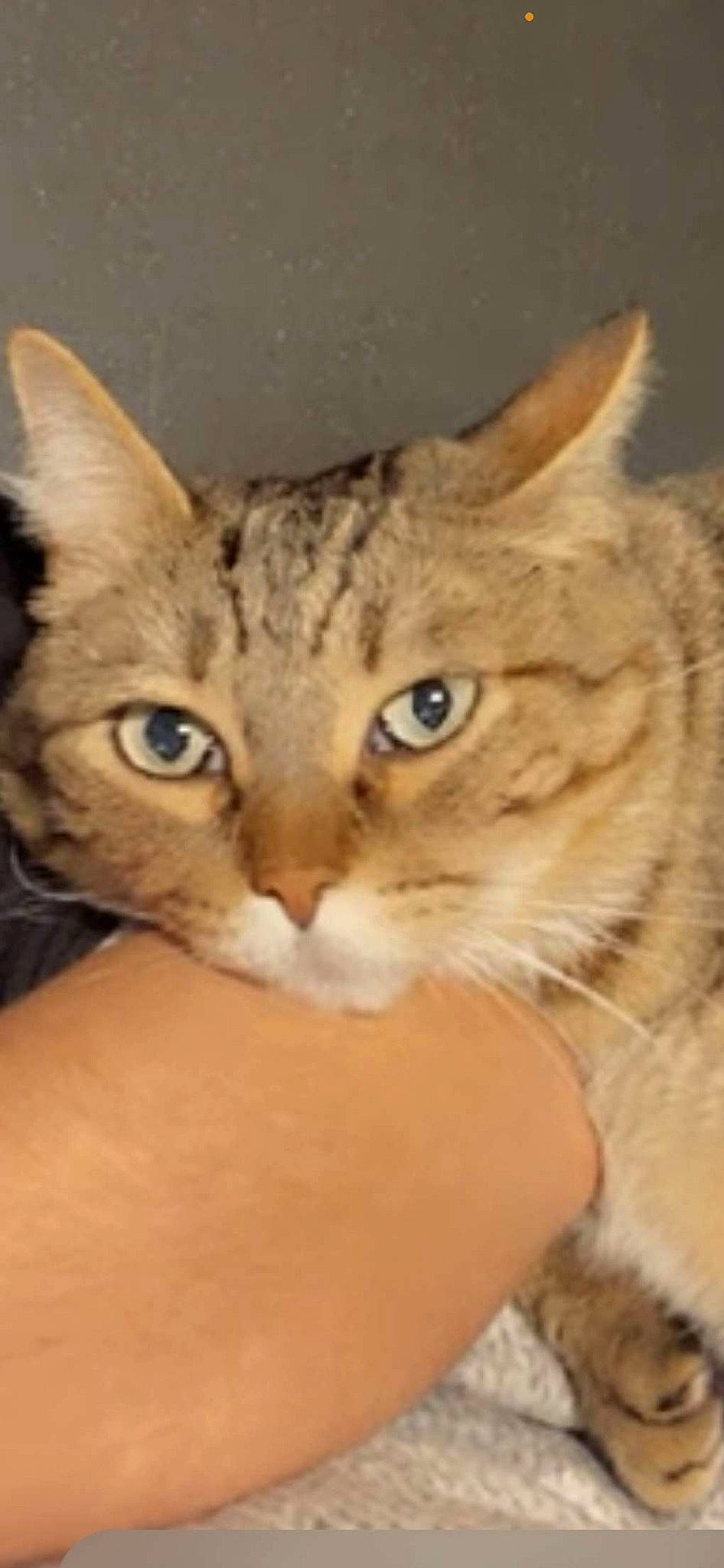 Bernie a rejoint le concours — aidez-le/la à gagner de superbes lots ! carnivore, cat, cat_bed, claw, comfort, domestic_short_haired_cat, ear, eye, fawn, felidae, fur, gesture, paw, small_to_medium_sized_cats, snout, terrestrial_animal, whiskers, wildlife