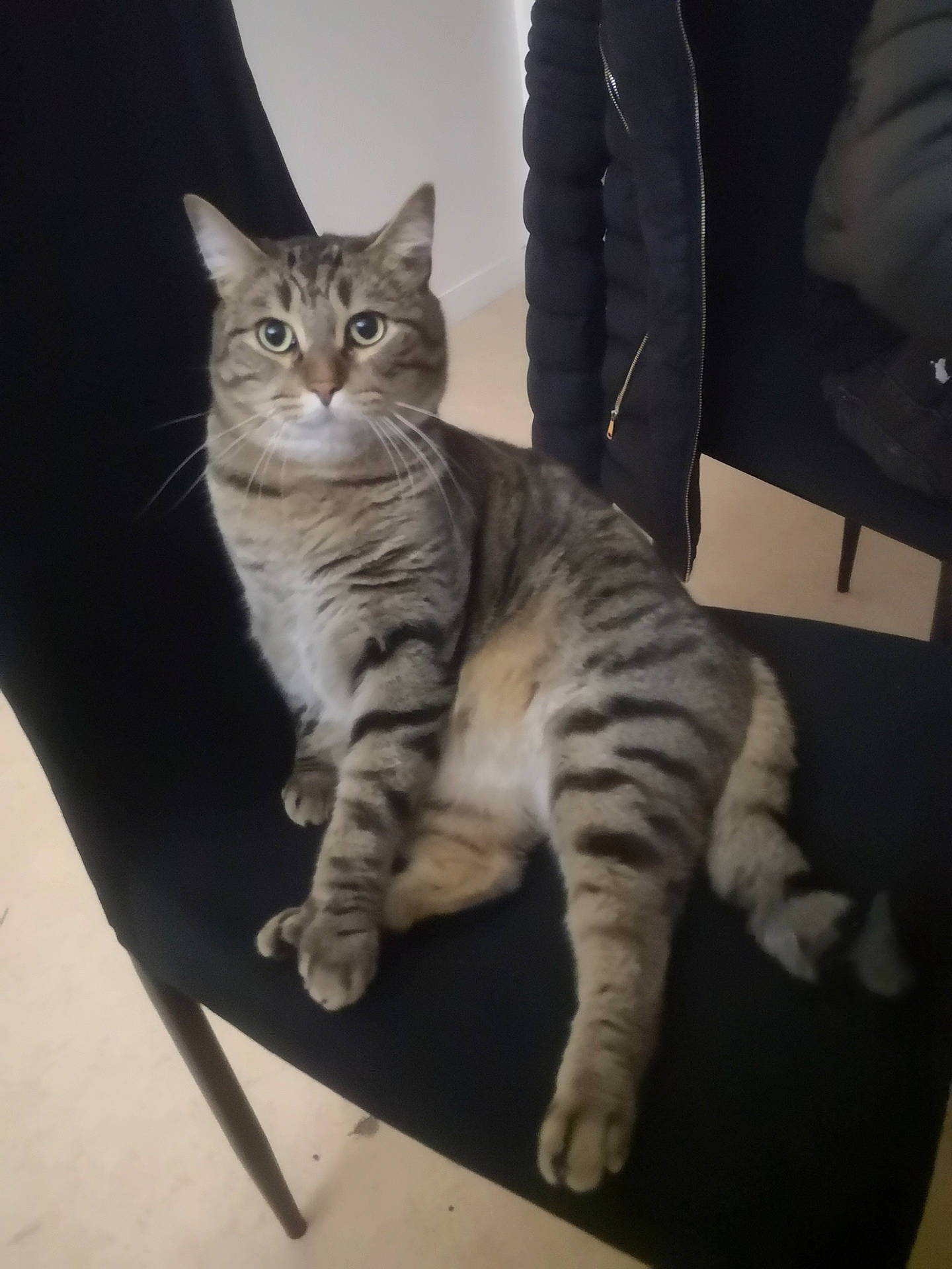 Bernie participe au concours pour gagner de l'argent avec cette photo : american_shorthair, american_wirehair, asian, australian_mist, bengal, california_spangled, carnivore, cat, domestic_short_haired_cat, dragon_li, egyptian_mau, european_shorthair, felidae, kitten, mammal, pixie_bob, small_to_medium_sized_cats, tabby_cat, vertebrate, whiskers