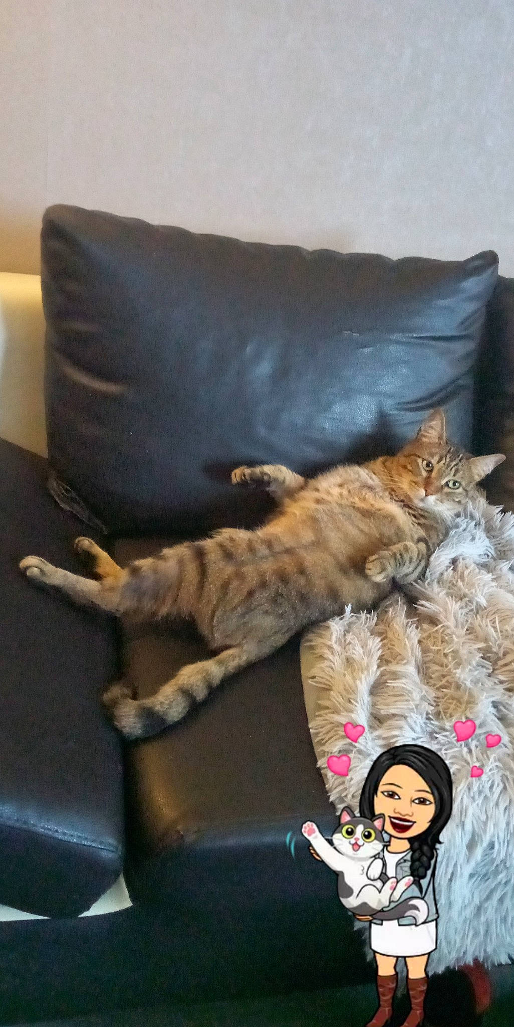 Bernie a rejoint le concours — aidez-le/la à gagner de superbes lots ! bed, bedding, carnivore, cat, comfort, couch, domestic_short_haired_cat, fawn, felidae, fur, hat, linens, nap, paw, room, small_to_medium_sized_cats, sun_hat, tail, textile, whiskers