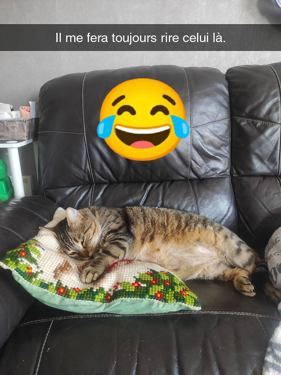 Bernie participe au concours pour gagner de l'argent avec cette photo : carnivore, cat, comfort, couch, domestic_short_haired_cat, felidae, font, fur, living_room, paw, photo_caption, pillow, room, sitting, small_to_medium_sized_cats, sofa_bed, studio_couch, tail, throw_pillow, whiskers