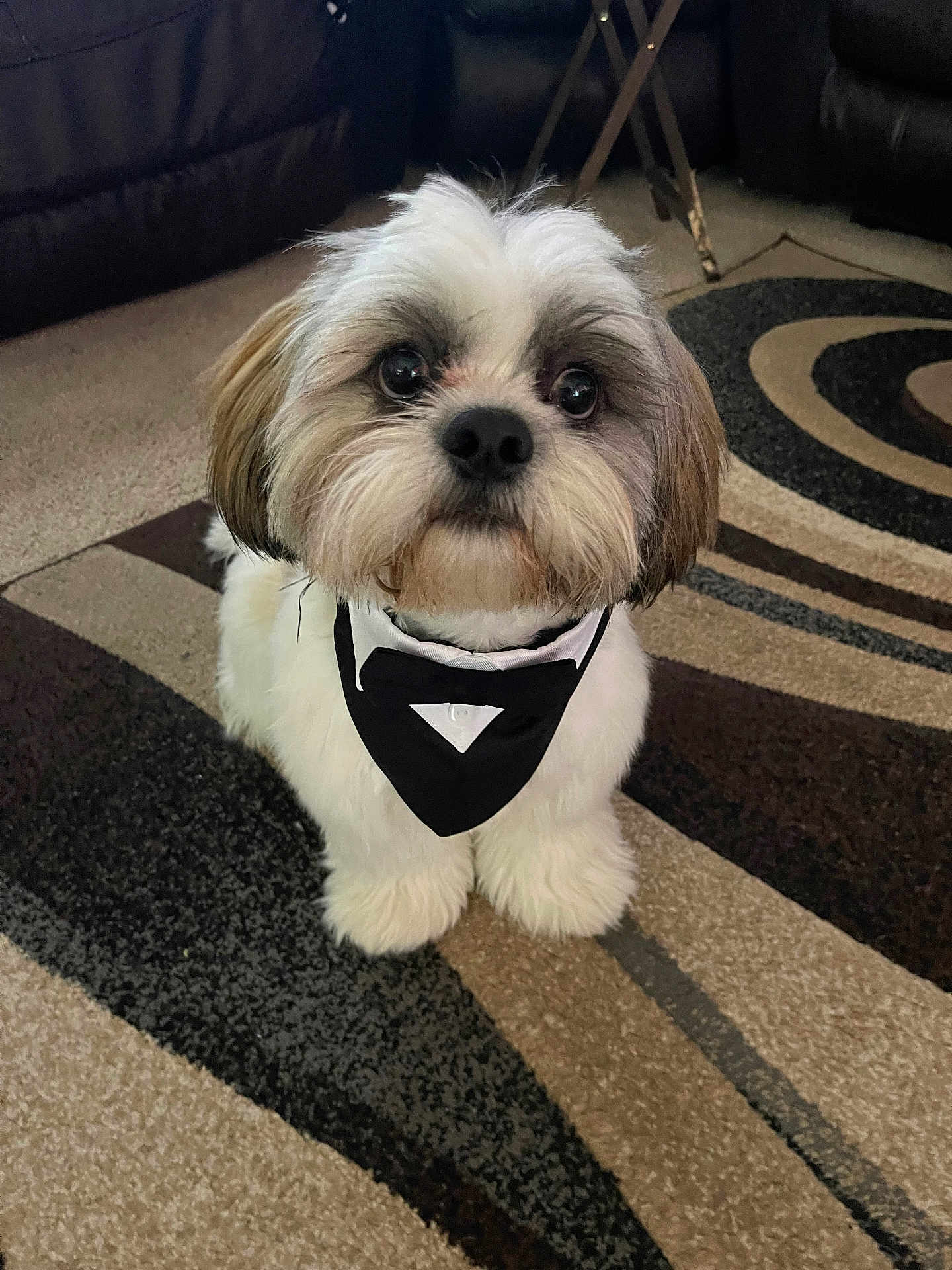 Chewy is registered to the contest to win money with this photo: dog, puppy, tuxedo, bandana, carpet, indoor, cute, fluffy, pet, animal, small_dog, fur, black_and_white, eyes, portrait, sitting, adorable, companion, home, floor