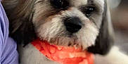 Chewy joined the competition — help win amazing prizes! dog, close_up, fluffy, orange_scarf, pet, cute, animal, indoor, portrait, soft_light, mammal, adorable, fur, face, companion, domestic_animal, looking_away, cute_pet, small_dog, heart_pattern