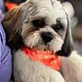 dog, close_up, fluffy, orange_scarf, pet, cute, animal, indoor, portrait, soft_light, mammal, adorable, fur, face, companion, domestic_animal, looking_away, cute_pet, small_dog, heart_pattern