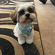 Chewy joined the competition — help win amazing prizes! dog, puppy, bandana, carpet, indoor, pet, cute, fur, small_dog, animal, sitting, looking_up, home, footwear, leg, pattern, brown, white, black, toy