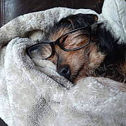 Rocky joined the competition — help win amazing prizes! dog, sleeping, glasses, blanket, cozy, fur, rest, indoors, couch, pet, cute, comfort, relaxation, brown, black, nose, face, nap, soft, wrapped