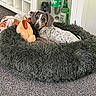 dog, dog_bed, plush_toy, blanket, carpet, indoor, spotted_dog, resting, cozy, pet, furniture, bottle, shelf, home, relaxed, curious, animal, fur, ears, face