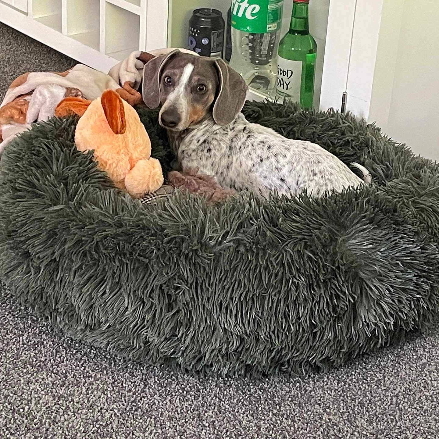 Freya joined the competition — help win amazing prizes! dog, dog_bed, plush_toy, blanket, carpet, indoor, spotted_dog, resting, cozy, pet, furniture, bottle, shelf, home, relaxed, curious, animal, fur, ears, face