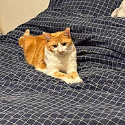 Caramel participe au concours pour gagner de l'argent avec cette photo : cat, orange_cat, white_cat, bed, bedspread, indoor, pet, animal, feline, resting, relaxed, cozy, comfort, fur, whiskers, ears, paws, domestic_cat, sleeping_area, patterned_bedspread