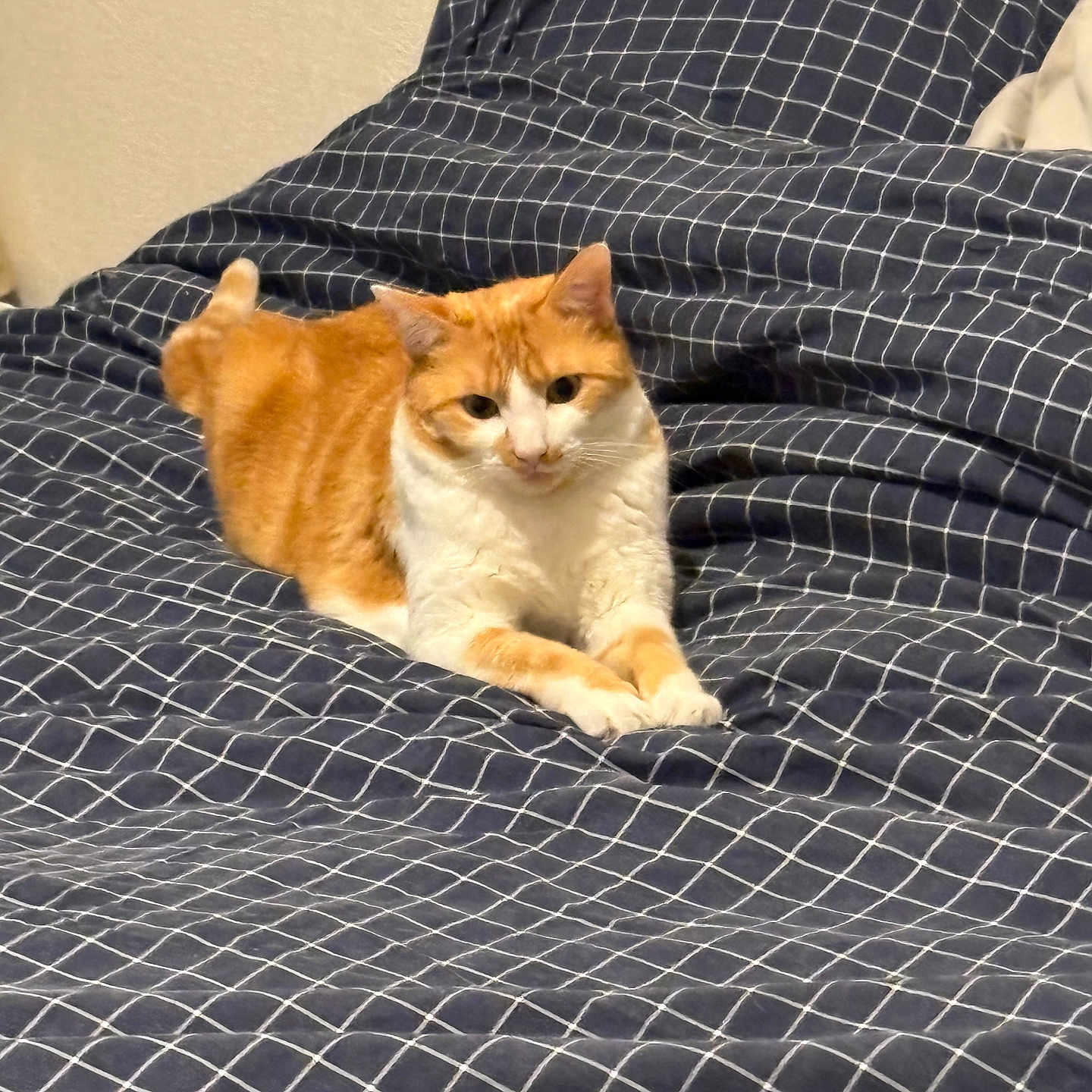 Caramel participe au concours pour gagner de l'argent avec cette photo : animal, bed, bedspread, cat, comfort, cozy, domestic_cat, ears, feline, fur, indoor, orange_cat, patterned_bedspread, paws, pet, relaxed, resting, sleeping_area, whiskers, white_cat