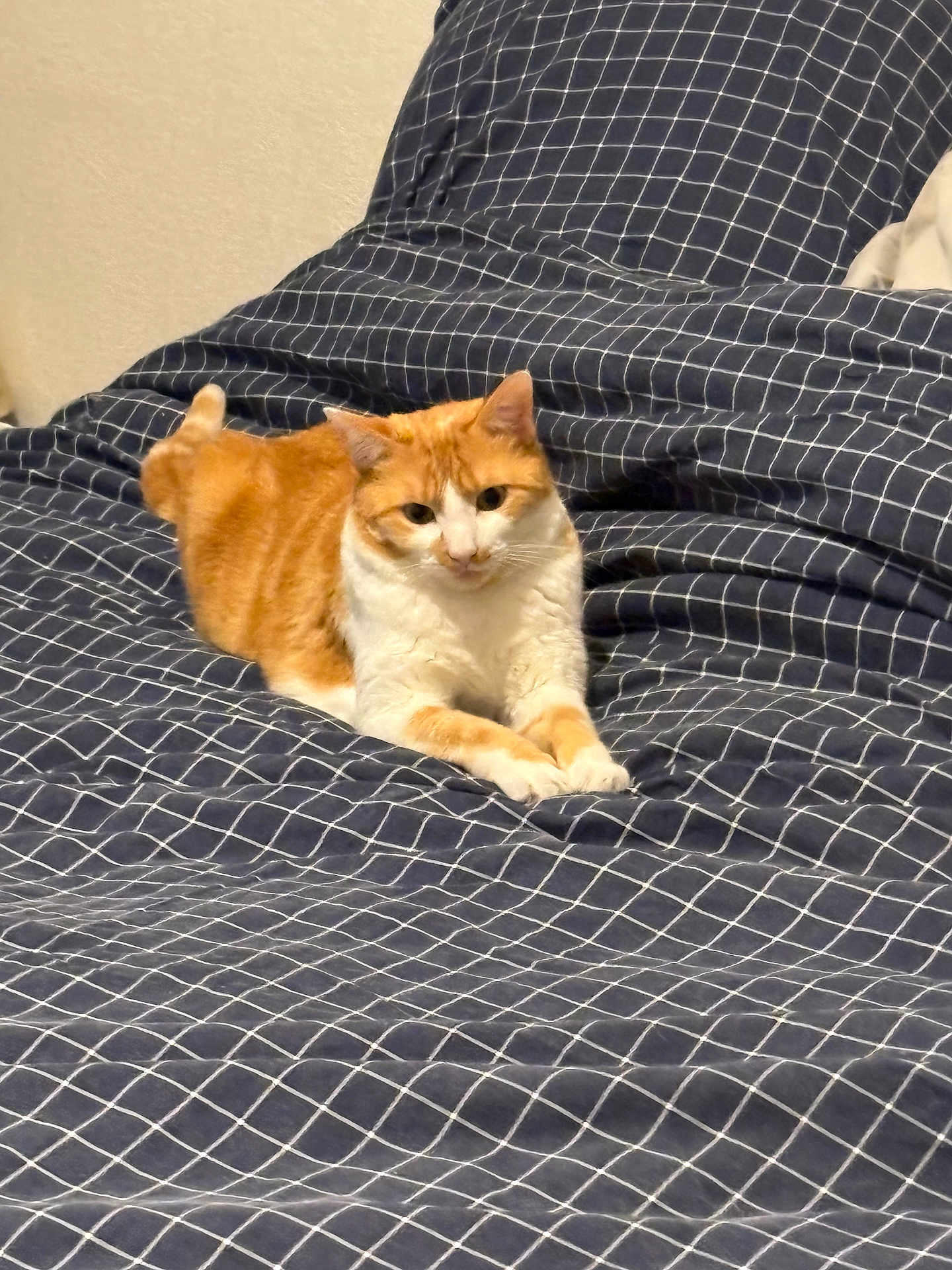 Caramel