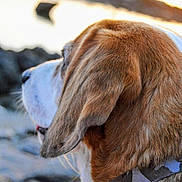 Newton participe au concours pour gagner de l'argent avec cette photo : dog, side_profile, close_up, fur, collar, outdoor, rocky_shore, water, sunset, nature, pet, canine, animal, looking_away, calm, daylight, brown_fur, white_fur, ears, portrait