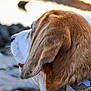 dog, side_profile, close_up, fur, collar, outdoor, rocky_shore, water, sunset, nature, pet, canine, animal, looking_away, calm, daylight, brown_fur, white_fur, ears, portrait