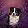 dog, bernese_mountain_dog, lavender, purple_flowers, outdoor, nature, portrait, animal, fur, blue_eyes, floral, field, plant, bush, summer, soft_focus, colorful, cute, pet, majestic