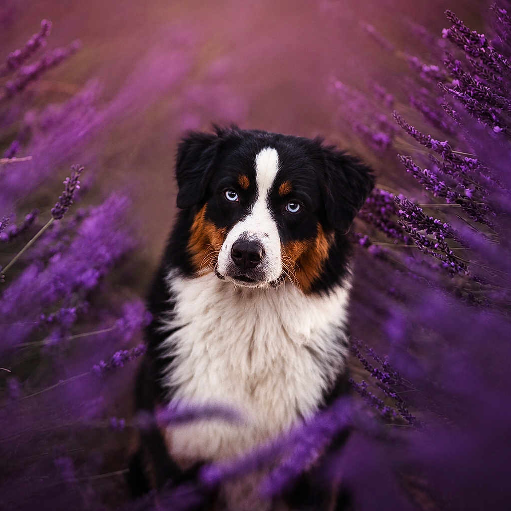 Rumi participe au concours pour gagner de l'argent avec cette photo : dog, bernese_mountain_dog, lavender, purple_flowers, outdoor, nature, portrait, animal, fur, blue_eyes, floral, field, plant, bush, summer, soft_focus, colorful, cute, pet, majestic