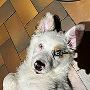 Aria a rejoint le concours — aidez-le/la à gagner de superbes lots ! puppy, dog, blue_eyes, white_fur, gray_fur, ears, nose, floor, tile_floor, indoor, pet, cute, lying_down, looking_up, shadow, wheel, close_up, portrait, animal, young