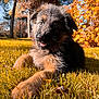 Ayla participe au concours pour gagner de l'argent avec cette photo : puppy, dog, german_shepherd, grass, outdoor, autumn, tree, leaf, sunlight, nature, animal, cute, pet, fur, playful, young, lying, daylight, closeup, warm_colors