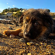 Ayla participe au concours pour gagner de l'argent avec cette photo : puppy, dog, beach, pebbles, outdoor, sunlight, sky, nature, closeup, animal, young, fur, brown, black, cute, portrait, resting, daytime, landscape, scenic