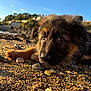 puppy, dog, beach, pebbles, outdoor, sunlight, sky, nature, closeup, animal, young, fur, brown, black, cute, portrait, resting, daytime, landscape, scenic
